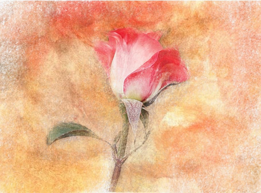 rose-2